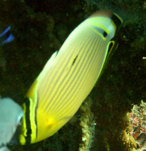 Chaetodon trifasciatus 00312.JPG